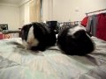 my two guinea pigs play frozen stautes