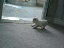 Calbee playing