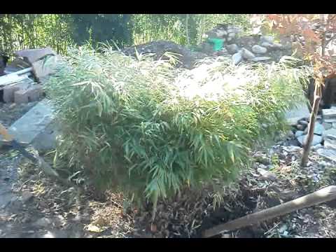 how to transplant clumping bamboo