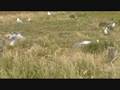 videos de Sea Birds and Penguins on Phillip Island