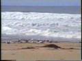 Storm Surge or Tsunami? You decide!
