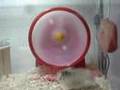 <b>fun</b>-<b>animal</b>-clip