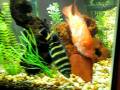 My 220 Gallon Fish Tank (Arowana and South American Cichlids)