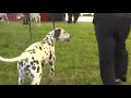 Click here to watch this video WORLD CLUB WINNER ANIF 19.5.2012 - OPEN cl. ( 6 females with Excellent from 14 fem.)