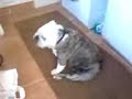 Peter zijn Luie Hond Peter zijn Luie Hond