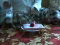 Majlis Tunang