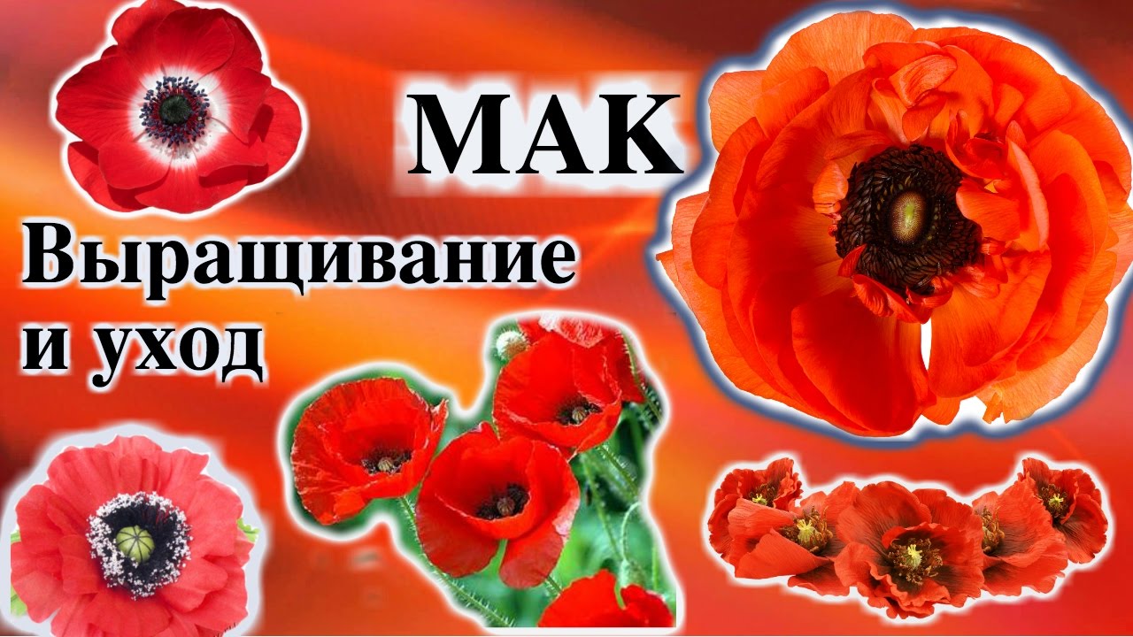 Посадка и уход за многолетним маком