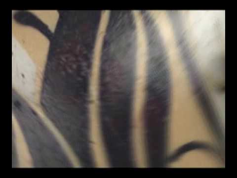 SDK GRAFFITI STOMPDOWN KILLAZ EPHIN