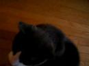 cat trick