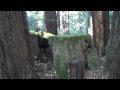 Circulos de Redwood Chico para que sobrevive El Especie..,