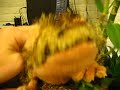 Webkinz Leopard Lizard Webkinz Leopard Lizard