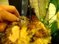 Webkinz Leopard Lizard