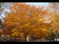 videos de Autumn In Central Park NYC 2008