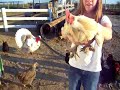 more chickens more chickens
