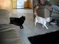 let go my tail...hisssss