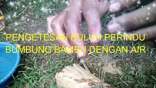 PENGETESAN BULUH PERINDU BUMBUNG BAMBU DENGAN AIR