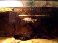My map turtles eating