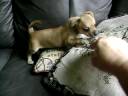 Chi Angel Chihuahua Puppies