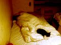 8 hours sleep in 4 minutes, well the cats don\ 8 hours sleep in 4 minutes, well the cats don\