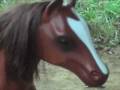 videos de huckleblub