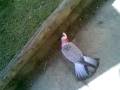Pet Gallah Attacks funny