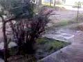 Mi perra ama el agua -- My dog loves water