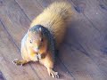 Shimba Hills national park squirrell in the lodge