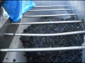 Elaboración del vino en la Bodega Encarnación de Tobarra