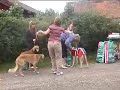 Saluki premieutdeling, Lure-Coursing pr�ve, Stj�rnhov 2007