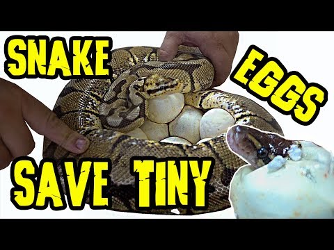 YouTube reptile video