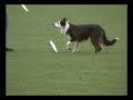 FrisbeeDog FlyingGuide FrisbeeDog FlyingGuide