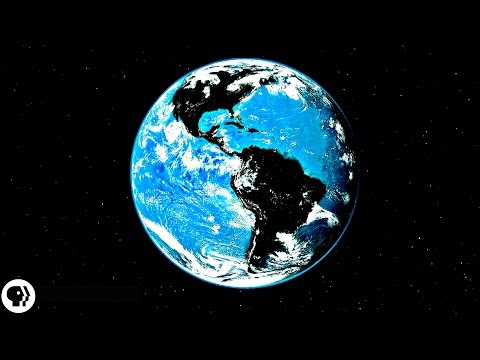 Why aren't plants black?