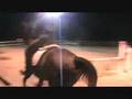 Show Jumping Schooling Show 2'9 and 3'