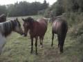 My little herd