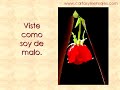 Video Mensajes Eroticos - CartasyMensajes.com