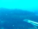 Spearfishing Pescasub Ricciola 12,8 chili