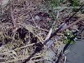 City workers cutting down trees growing in L.A. River