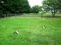 7.5 week old Sheltie puppies help with gardening
