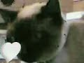 gulli and blanqui