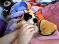 william shatner all bran and pug webkinz william shatner all bran and pug webkinz