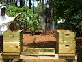 I uploaded a YouTube video -- Equalize Two Hives short version http://youtu.be/3BmHBkyB0-I?a