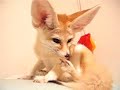 Fennec fox that bites