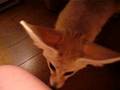 Fennec fox that bites