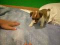videos de cachorro em queda