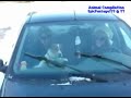 Самые смешные приколы с животными)