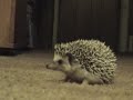 hedgehog reacts to farts 網元