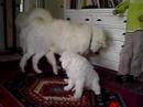 puppies bryza en hajduk 29