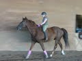 trotting jake bareback