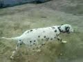 Dalmata jugando con las yeguas Dalmata jugando con las yeguas