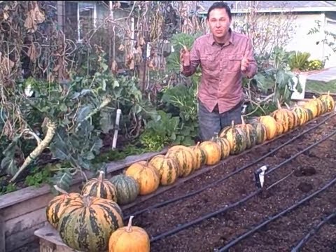how to harvest pumpkin meat